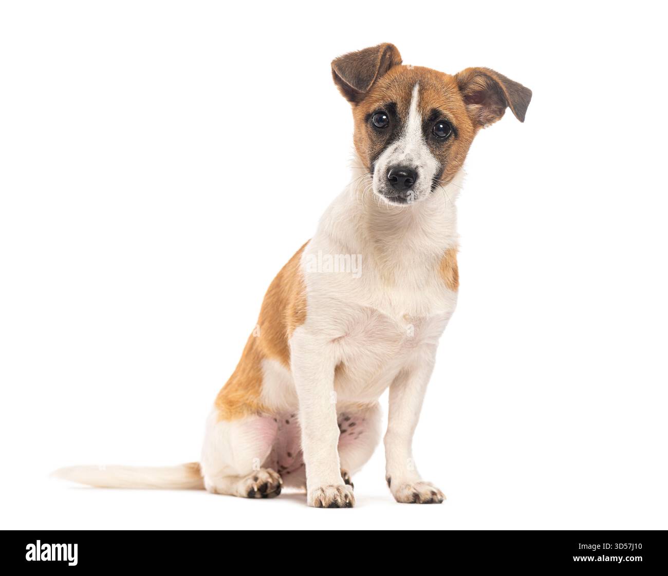 Affascinante cucciolo di razza mista seduto obbedientemente, il suo sguardo accattivante cattura l'attenzione su uno sfondo bianco pulito Foto Stock