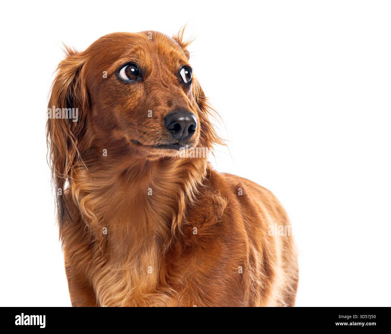 Ripresa in studio di un curioso dachshund dalla testa lunga che sembra curioso Foto Stock