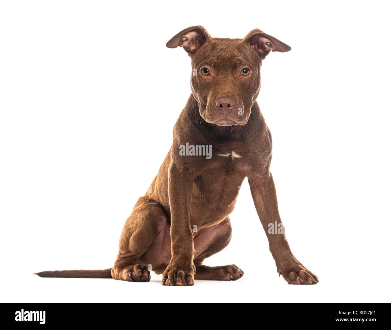 Cucciolo americano pit Bull terrier color marrone cioccolato seduto e in posa su sfondo bianco Foto Stock