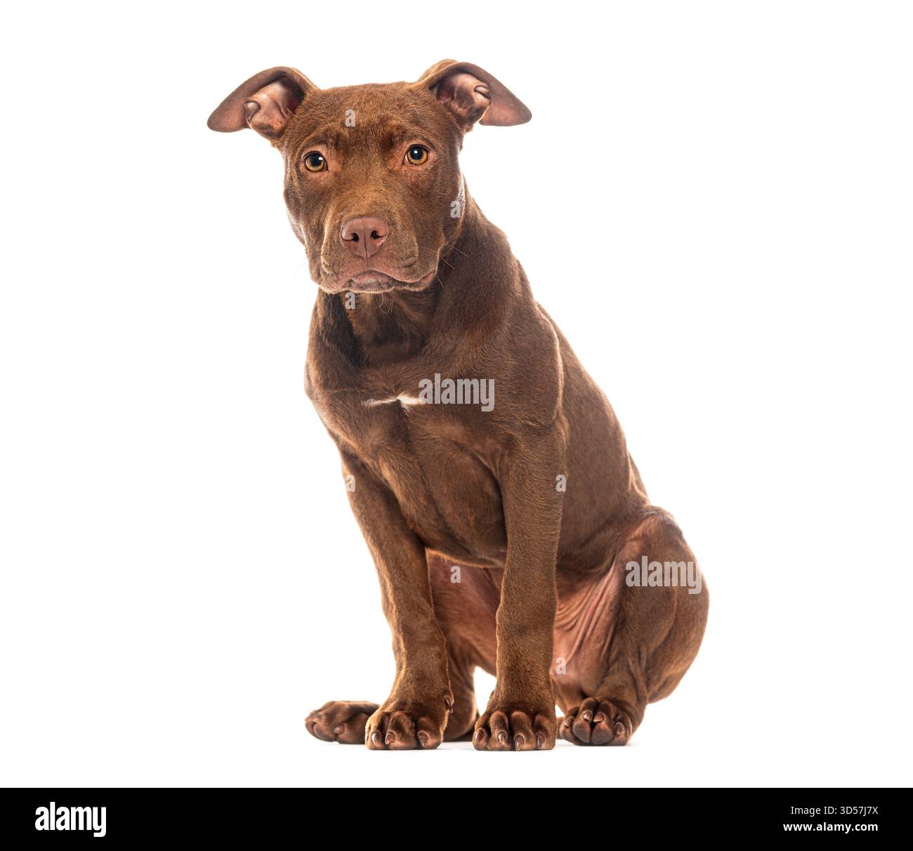 Cucciolo americano di color marrone cioccolato, pit Bull terrier seduto e guardando avanti su uno sfondo bianco Foto Stock