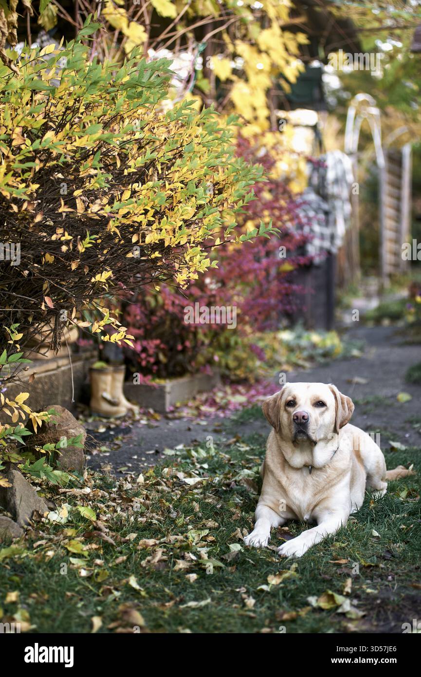 Labrador Retriever riposa nel giardino d'autunno Foto Stock