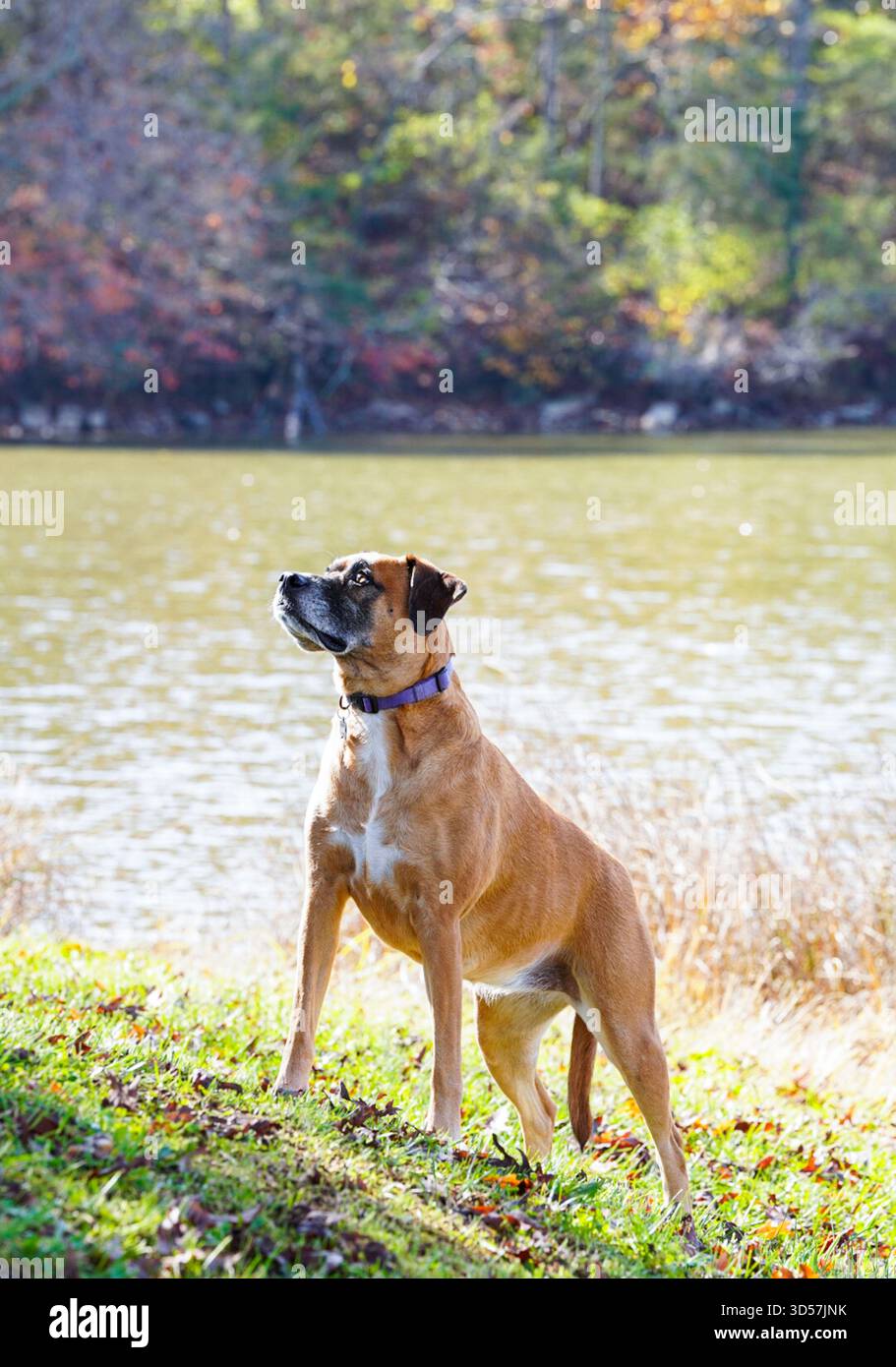 Cane da boxer nel parco Foto Stock