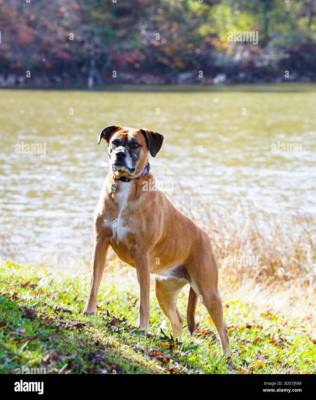 Cane pugile colorato Carmel nel parco Foto Stock