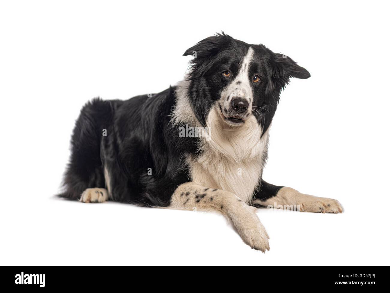 Border Collie Dog è sdraiato e sembra tranquillo su uno sfondo bianco Foto Stock