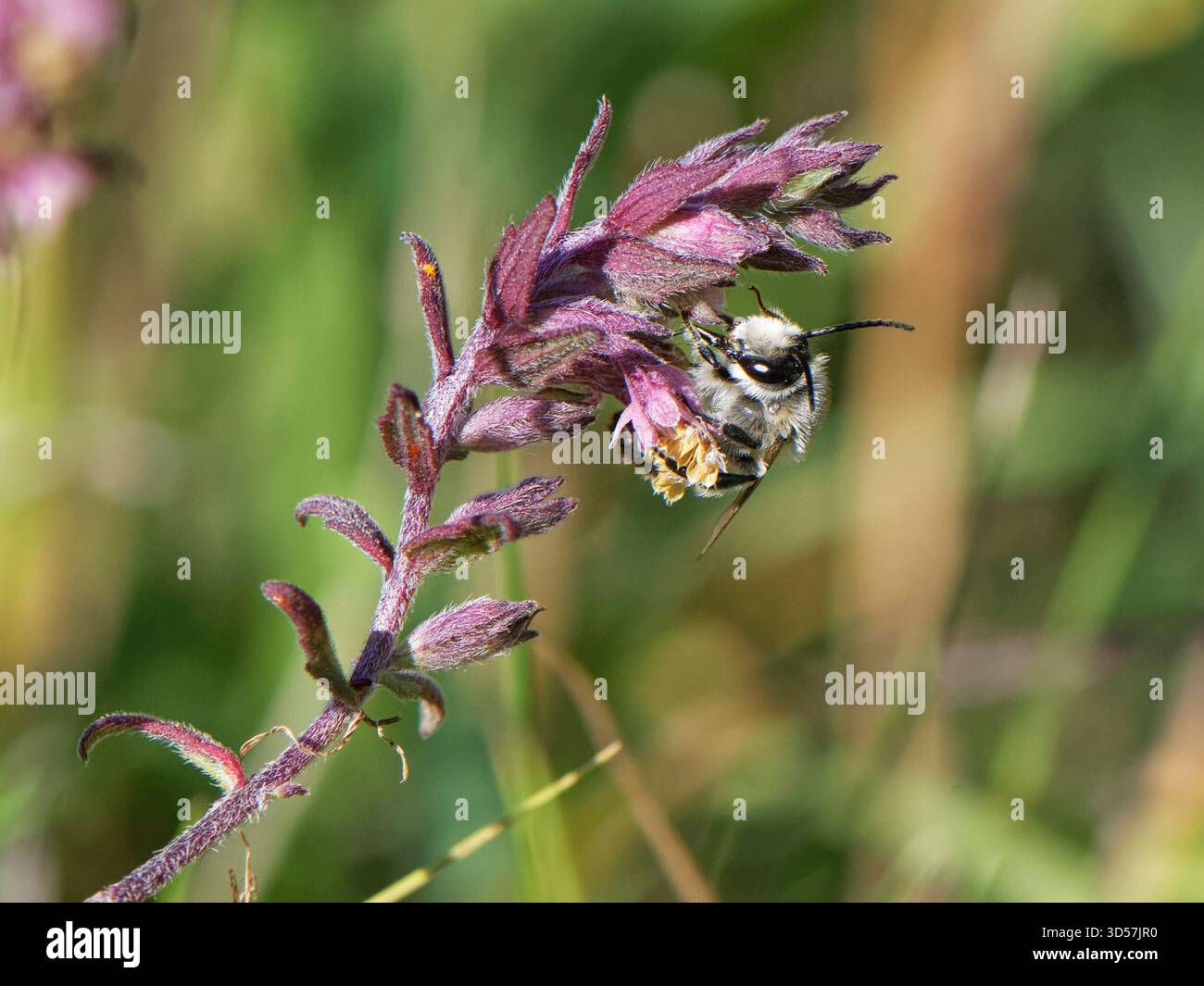 Api rosse (Melitta tricincta), nettendo da fiori di bartsia rossa (Odontites vernus), su praterie di gesso, Salisbury Plain, Wiltshire, Regno Unito. Foto Stock