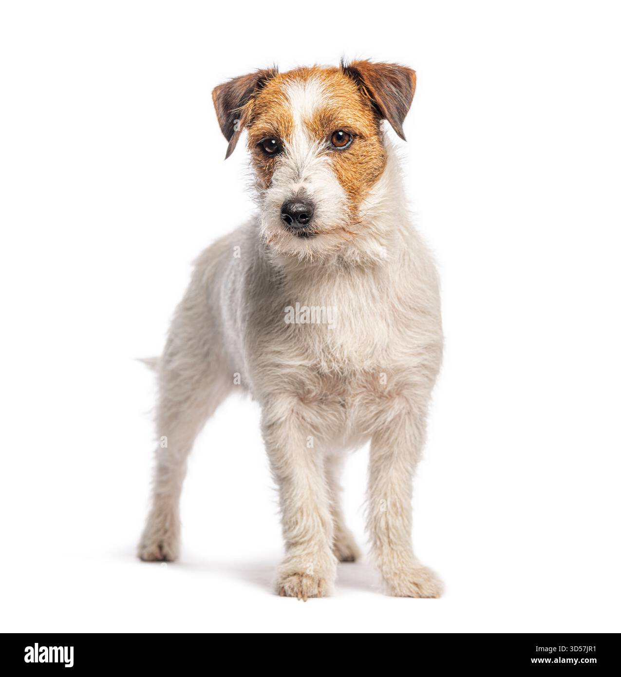 jack russell terrier in piedi e guardando, isolato su sfondo bianco Foto Stock