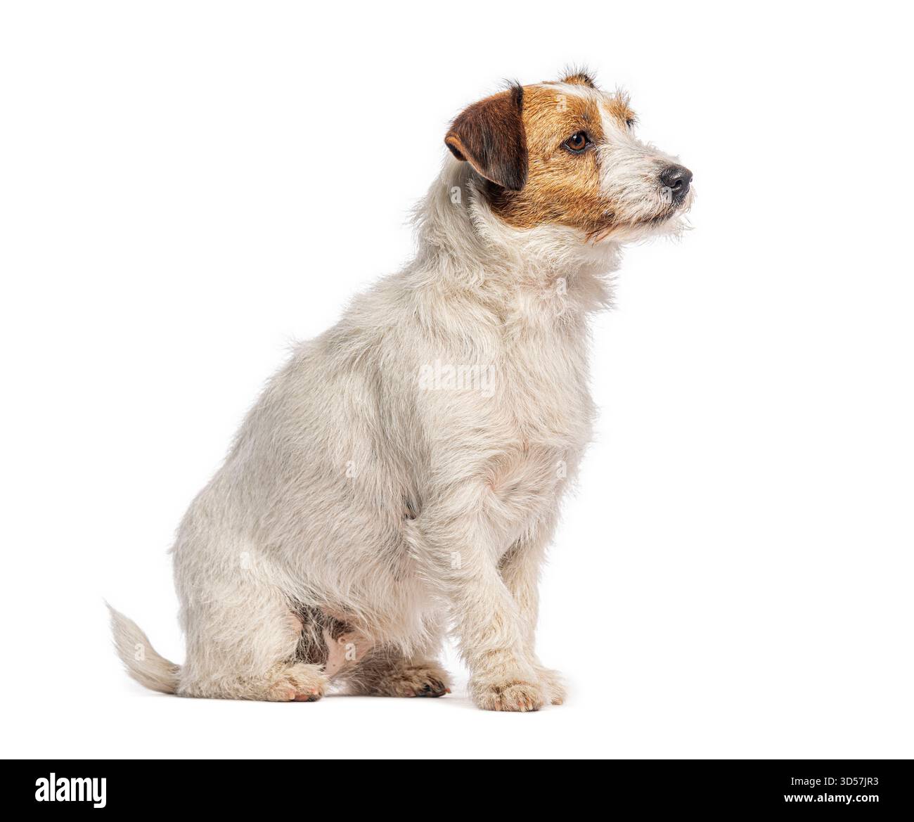 Jack russell terrier seduto e guardando in alto, isolato sul bianco Foto Stock