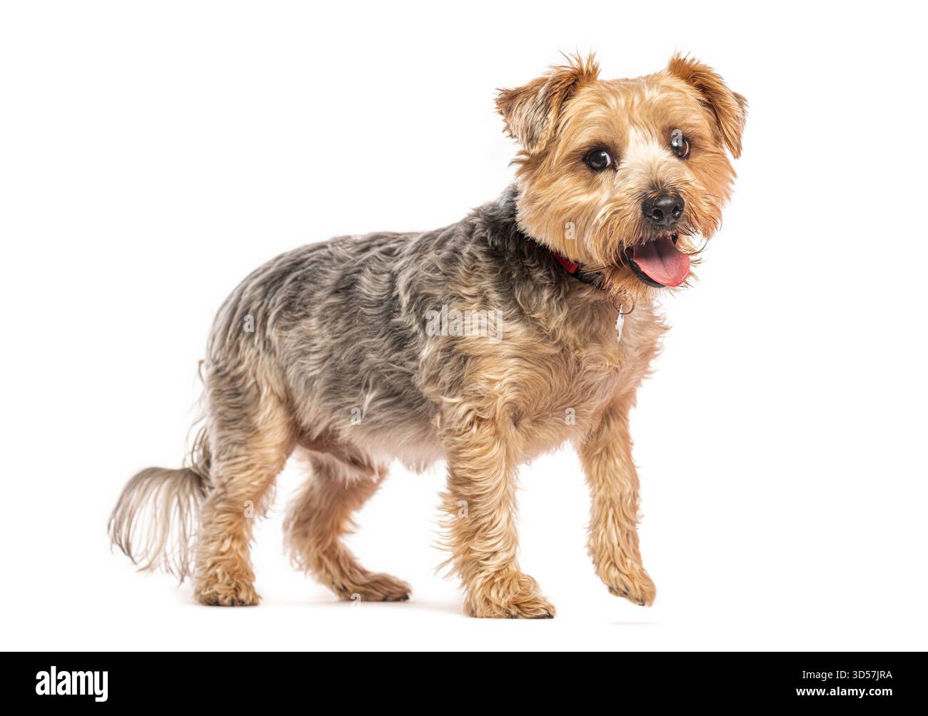 Adorabile yorkshire terrier che piange e sembra felice, isolato su uno sfondo bianco Foto Stock