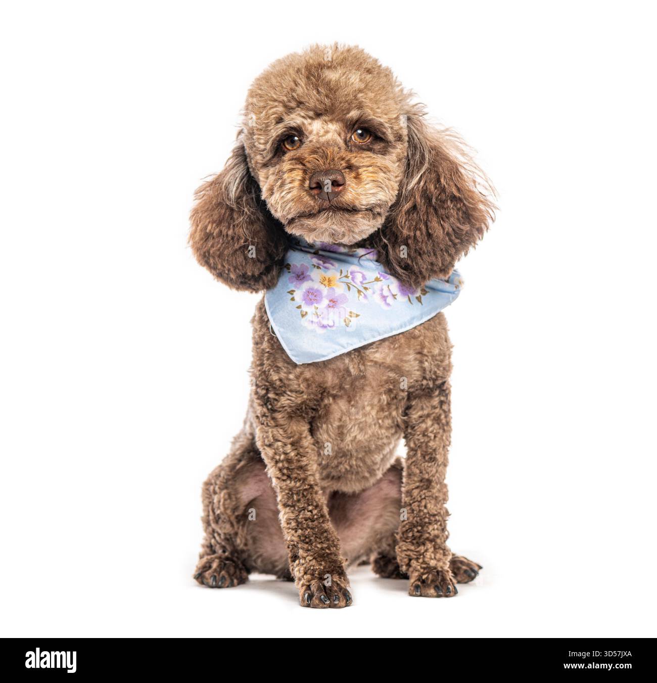 Foto in studio di un simpatico barboncino marrone che indossa un colletto floreale blu Foto Stock