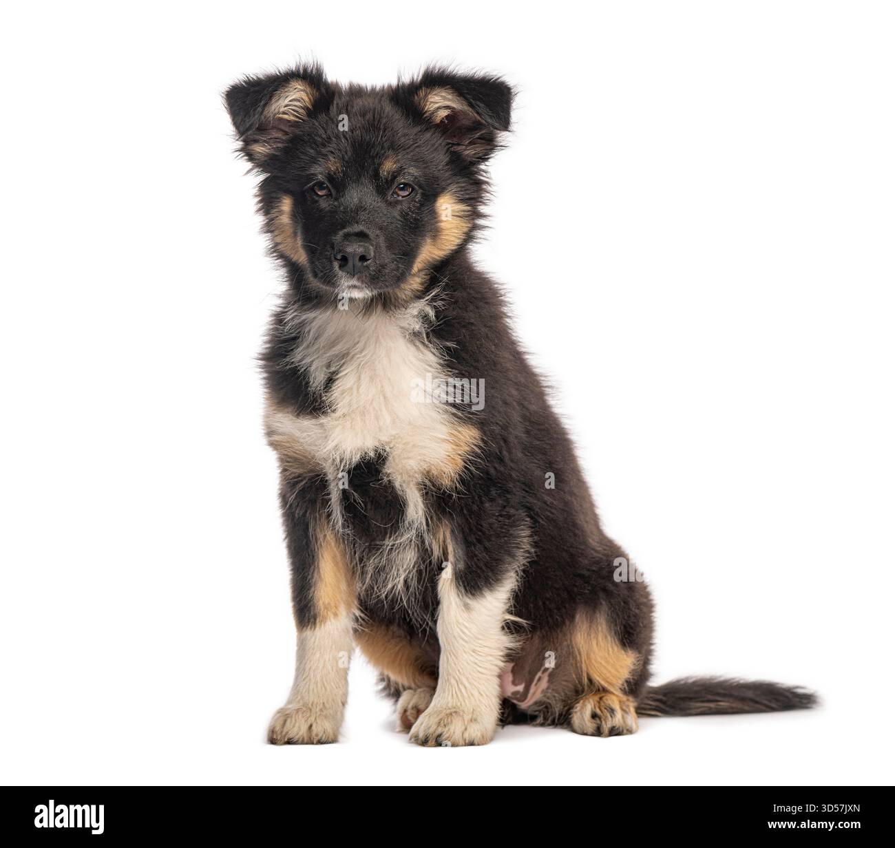 Adorabile cucciolo di pastore australiano seduto e in posa per la macchina fotografica, isolato su uno sfondo bianco Foto Stock
