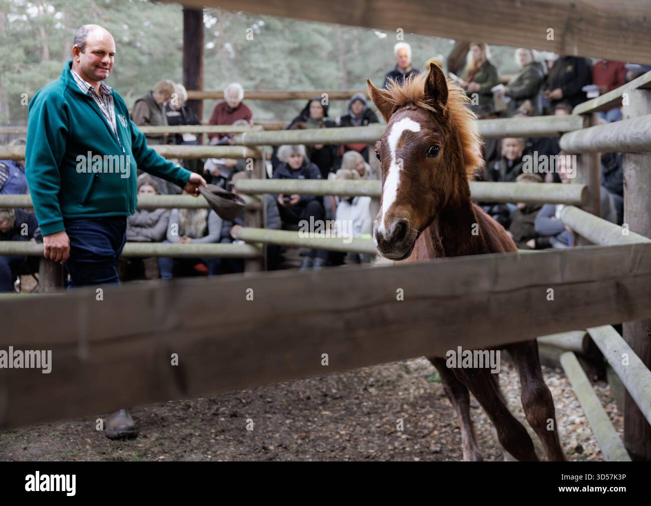 Un pony di castagno della New Forest con un bagliore bianco corre sul ring dei saldi presso il Beaulieu Road Pony Sales Foto Stock