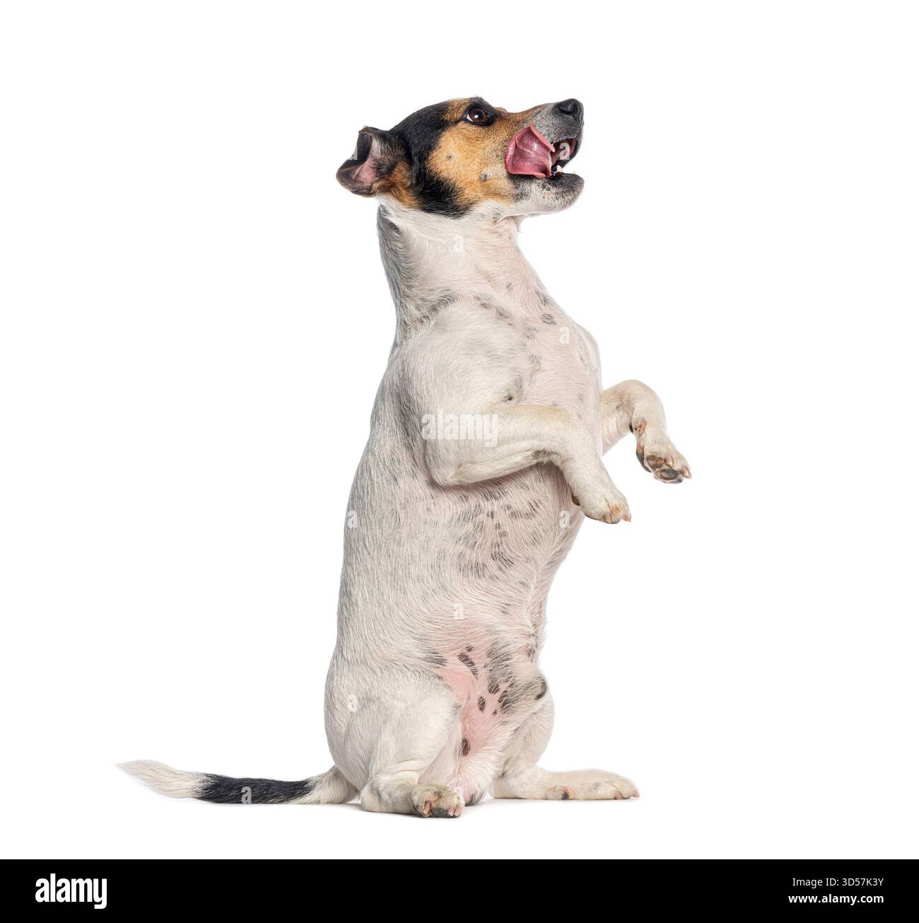Jack russell terrier in piedi sulle gambe posteriori e leccare il naso, isolato sul bianco Foto Stock