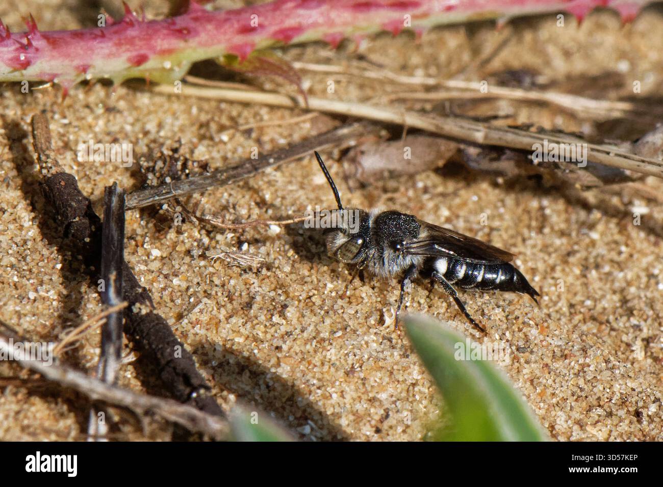 Api a coda affilata dalle mascelle quadrate (Coelioxys mandibularis) che prendono il sole sulle dune di sabbia vicino a tane di nidi di specie ospiti, Kenfig NNNR, Glamorgan, Galles, Regno Unito. Foto Stock