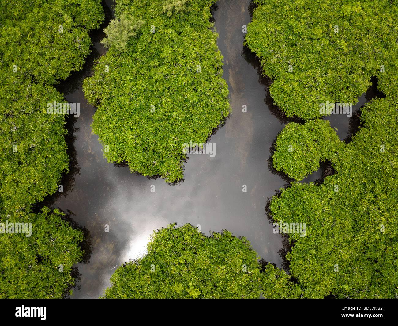 Gli alberi di mangrovie crescono su un canale d'acqua calmo sotto il cielo nuvoloso tropicale. Siargao, Filippine. Foto Stock