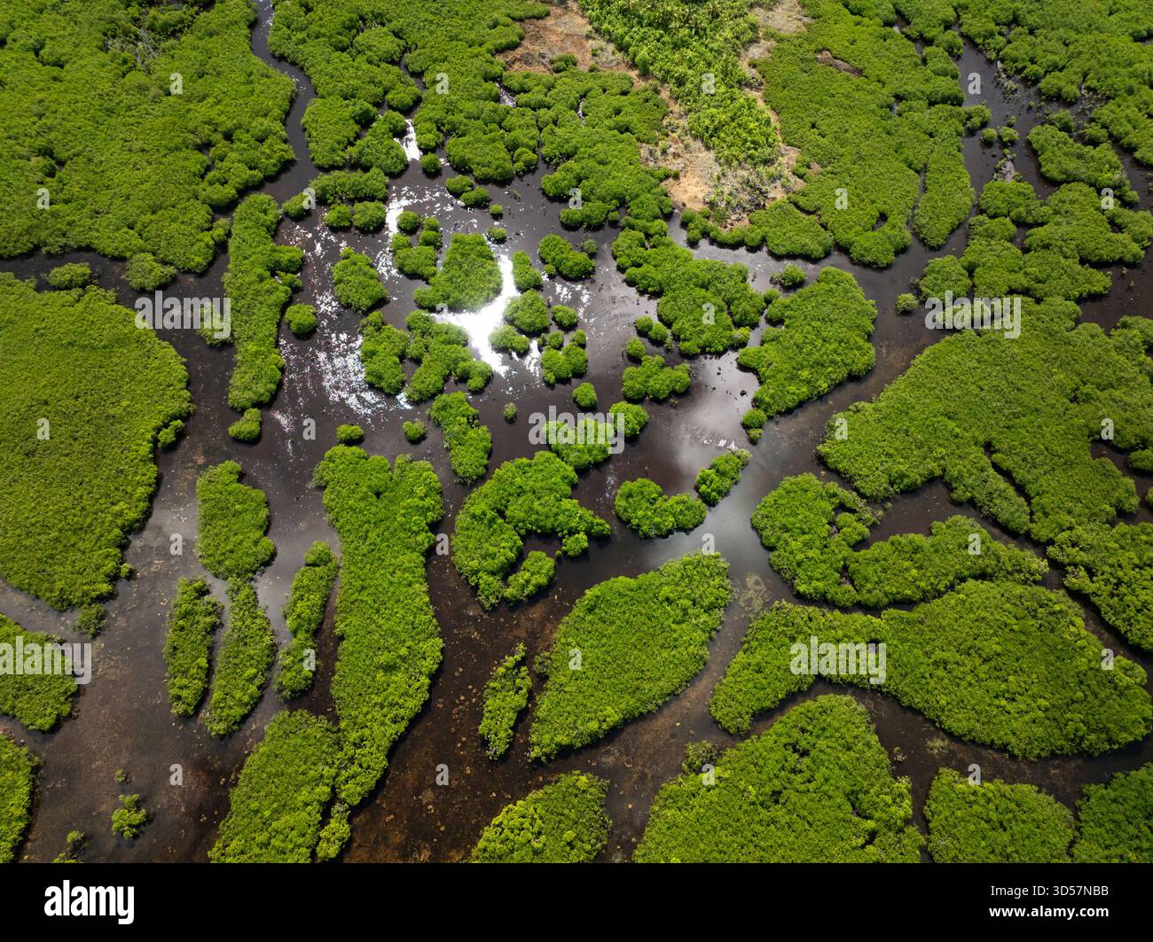 La vista aerea della palude di mangrovie è divisa da torrenti mareali sotto un cielo tropicale parzialmente nuvoloso. Siargao, Filippine. Foto Stock