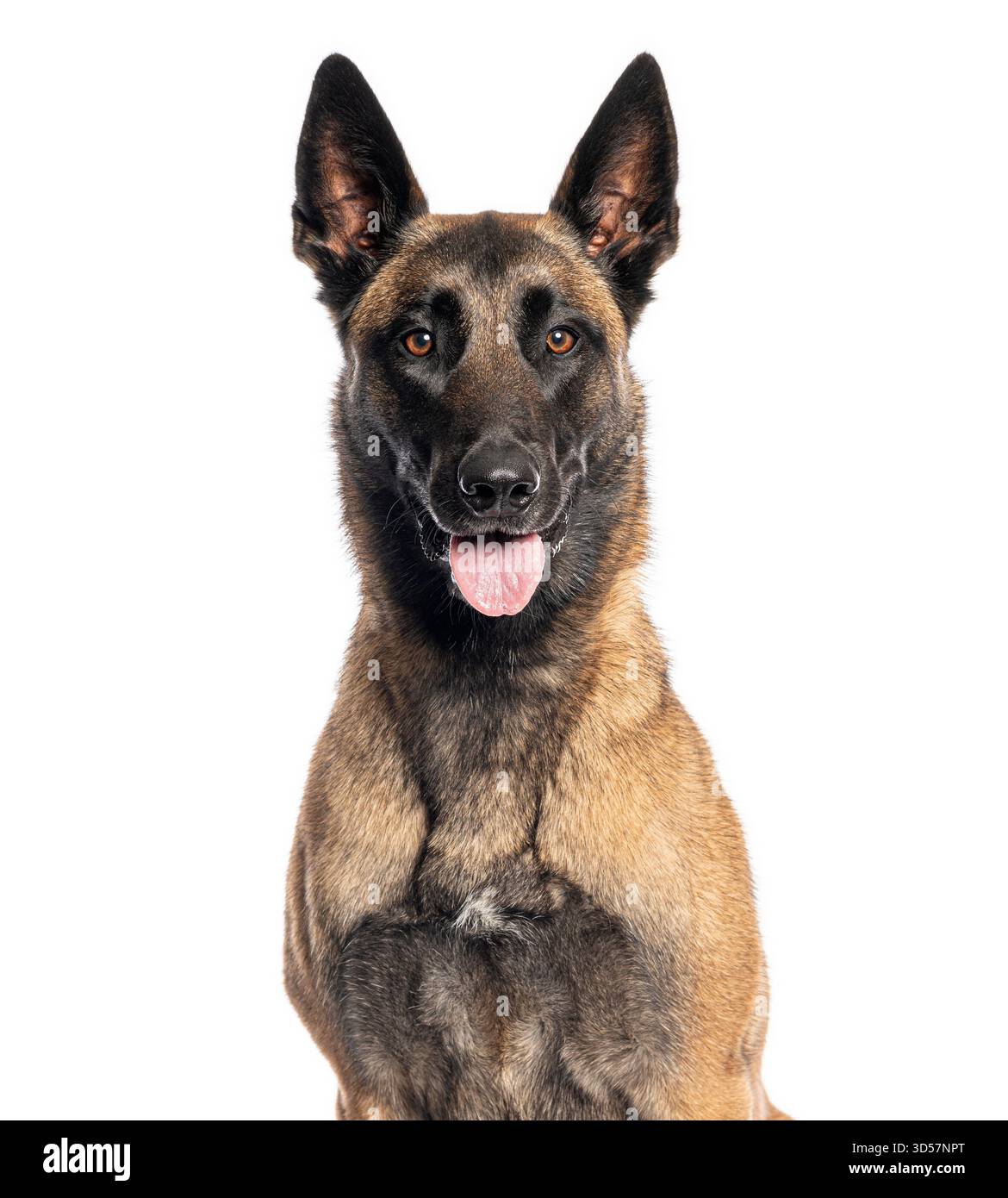 Il cane pastore belga che cammina e guarda avanti su uno sfondo bianco Foto Stock