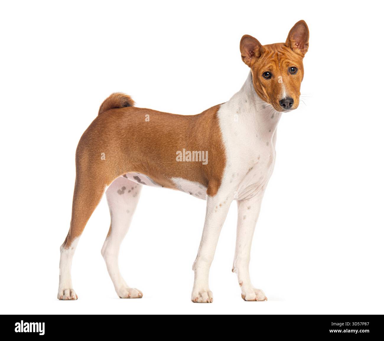 Foto in studio di un cane basenji in piedi e che guarda lontano su uno sfondo bianco Foto Stock
