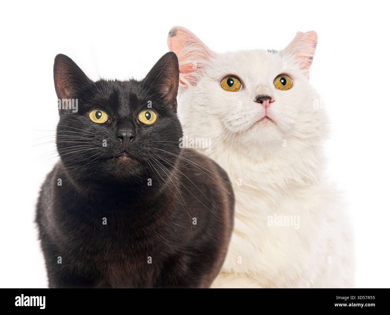Due gatti, uno nero e uno bianco, guardano con curiosità su uno sfondo bianco Foto Stock