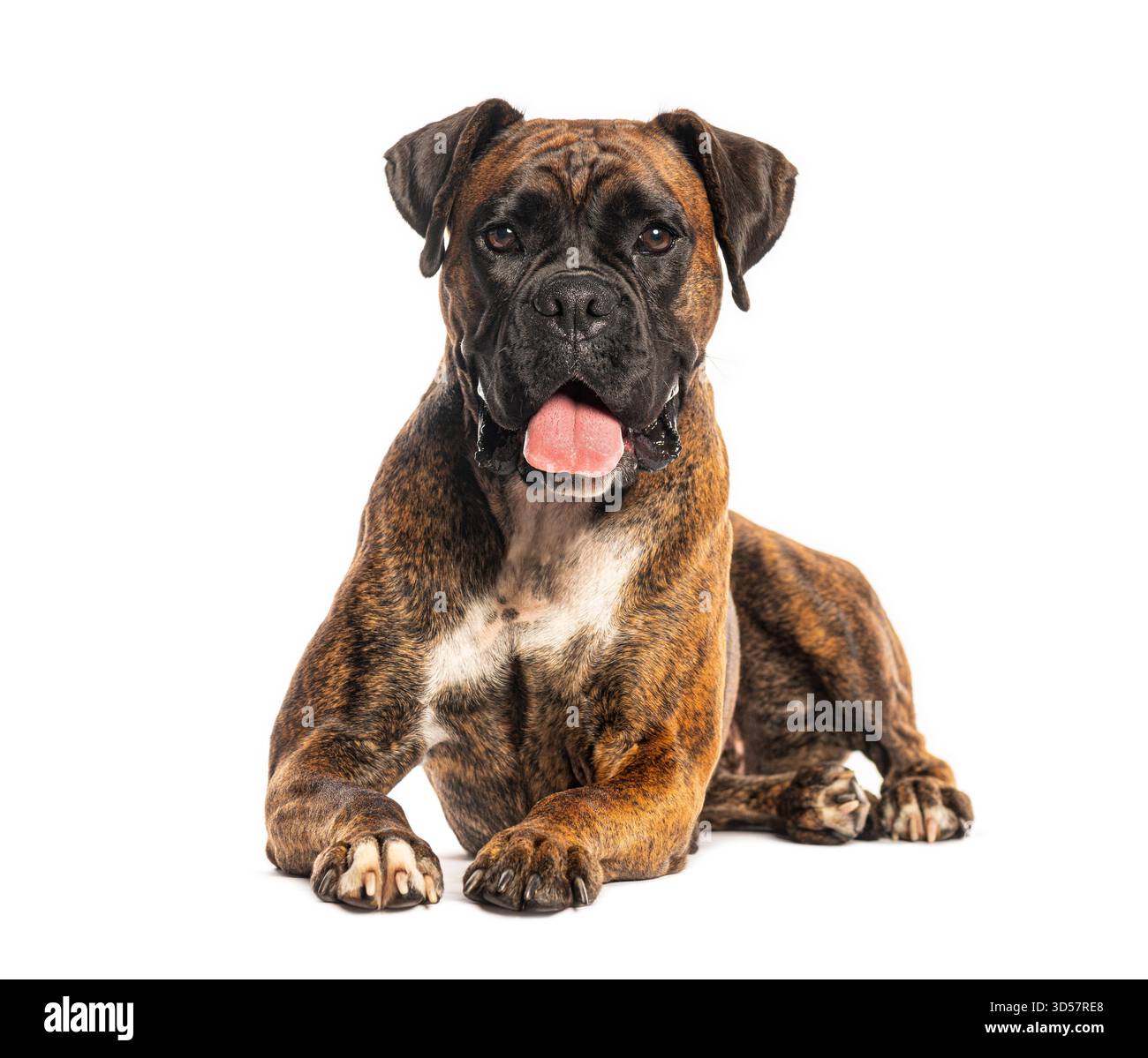 Cane Boxer disteso con la lingua fuori su sfondo bianco Foto Stock