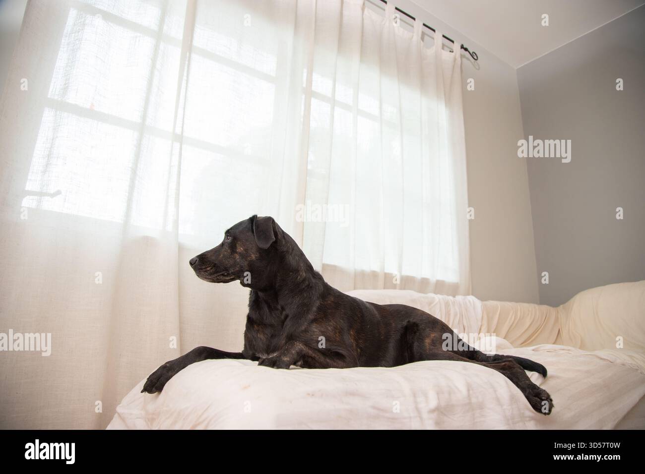 Cane di razza mista Brindle labrador disteso su un divano coperto da un lenzuolo da una finestra Foto Stock