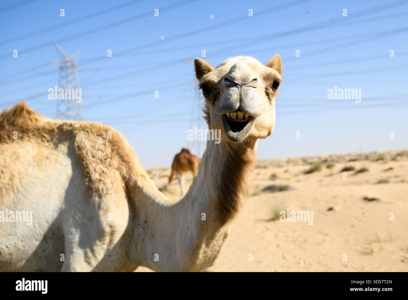 Primo piano di un cammello a bocca aperta in un paesaggio desertico con piloni elettrici sullo sfondo, Dubai, Emirati Arabi Uniti Foto Stock