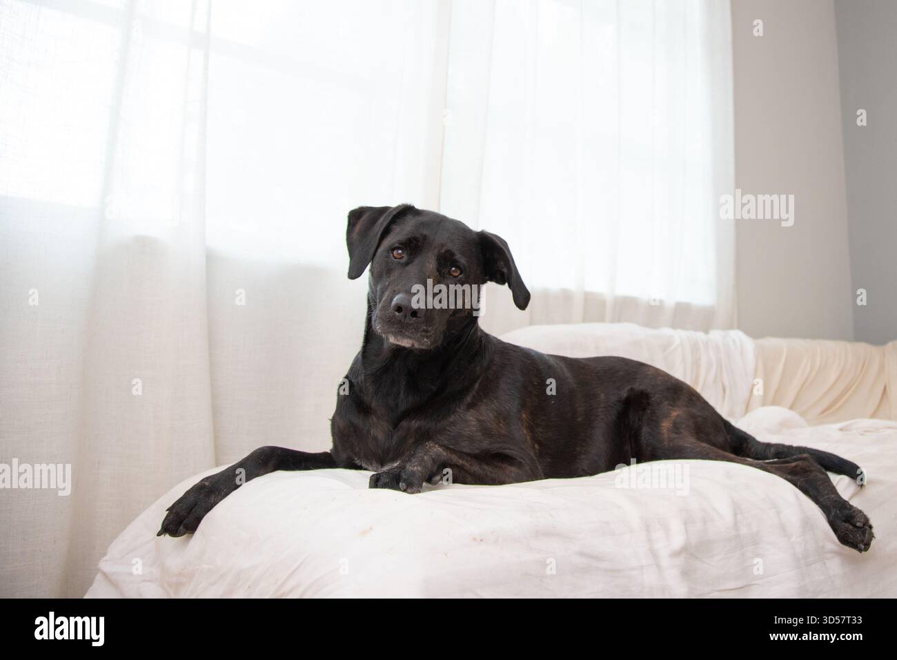 Cane di razza mista Brindle labrador disteso su un divano coperto da un lenzuolo da una finestra Foto Stock
