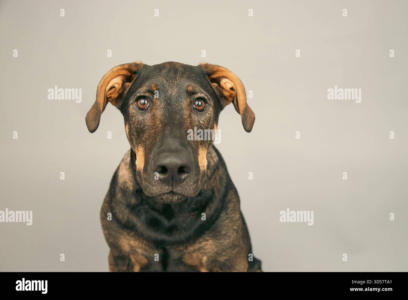 Ritratto di un cane di razza mista doberman pastore tedesco seduto di fronte a uno sfondo grigio Foto Stock