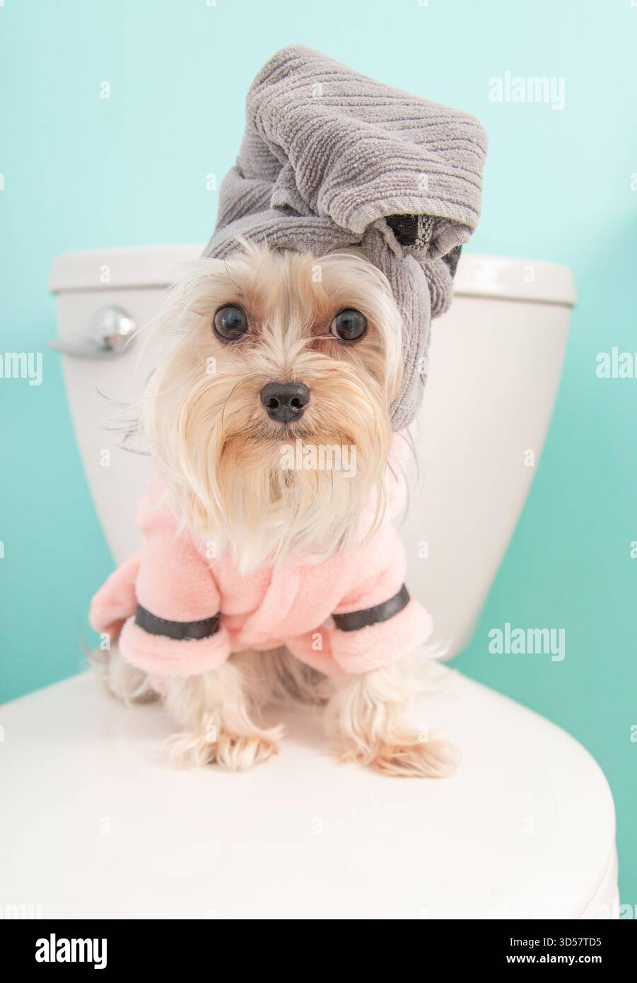Ritratto di un simpatico cane yorkie da tè in un abito rosa con un asciugamano sulla testa seduto su un sedile del water Foto Stock