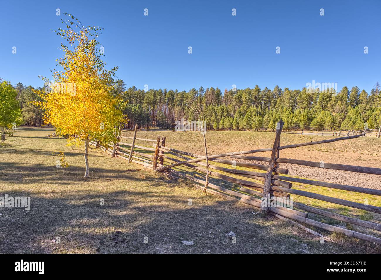 Old Wooden Cattle corral, Murrays Lake, Kaibab Forest National Forest, Arizona, USA Foto Stock