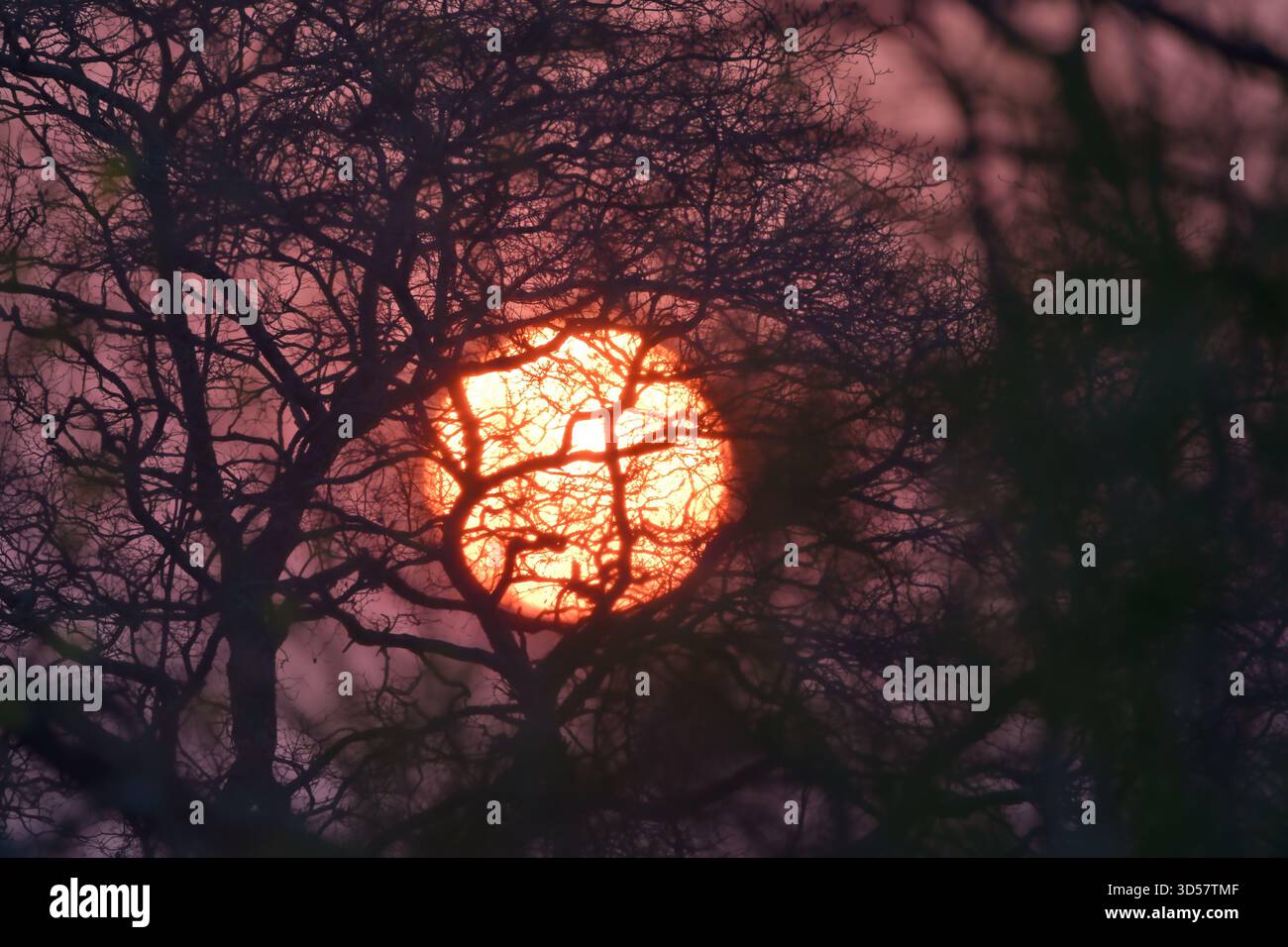 Tramonto africano con il sole che si mostra attraverso gli alberi Foto Stock