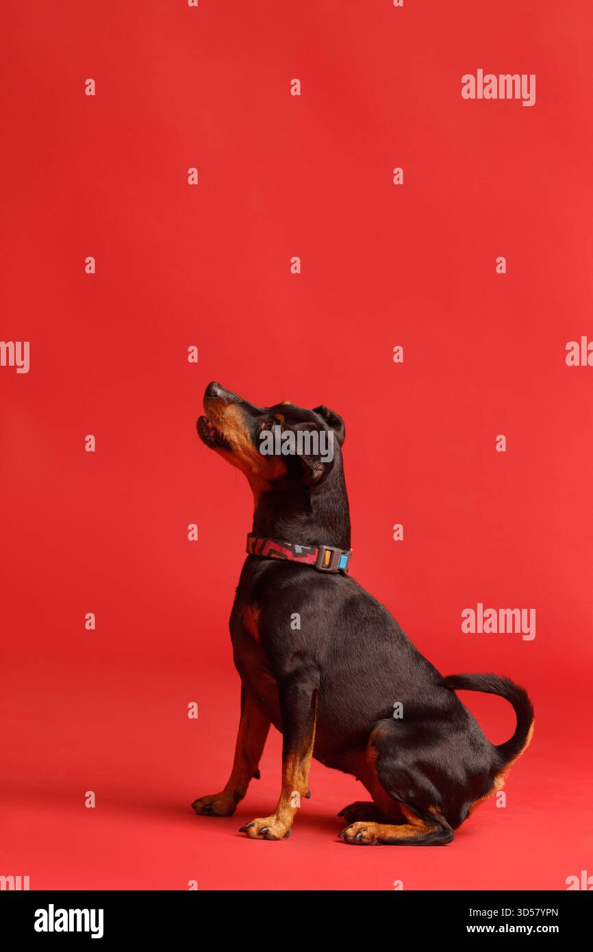 Simpatico pinscher miniaturizzato di razza pura con orecchie e coda non corti si trova su uno sfondo rosso brillante e guarda avanti con attenzione. mini doberman Foto Stock