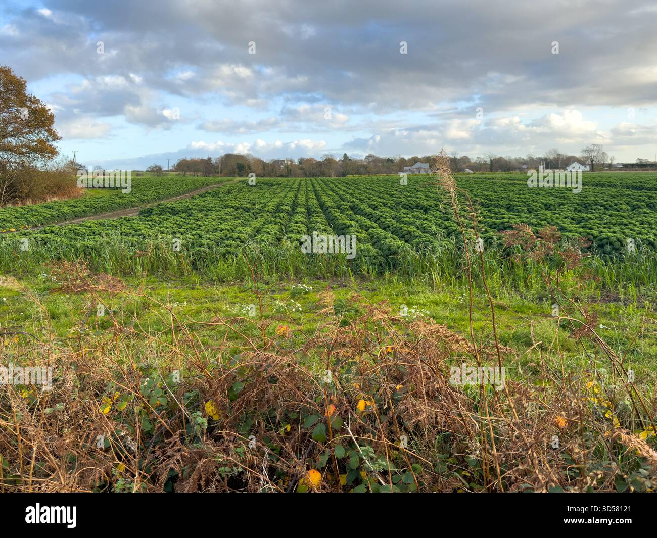 Un campo di steli di broccoli nel Lancashire nel Regno Unito - Immagine stock catturata con smartphone