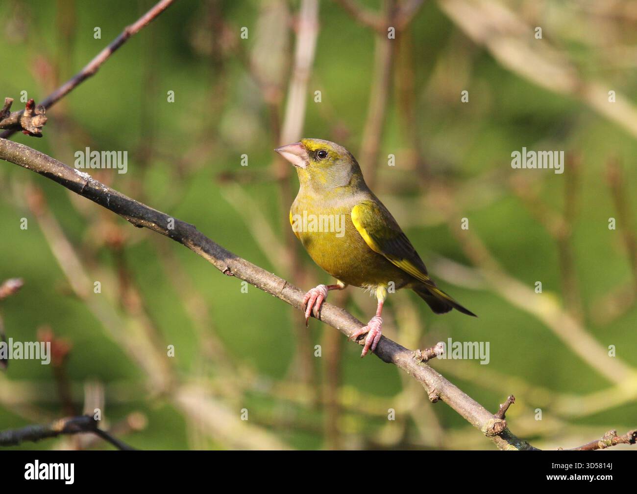 Greenfinch, Chloris chloris, maschio. Norfolk, Inghilterra. Foto Stock