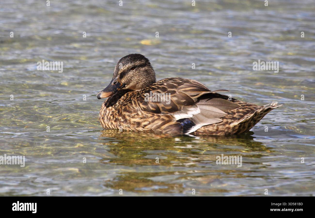 La femmina Mallard, Anas platyrhynchos, su un lago. Suffolk, Inghilterra. Foto Stock