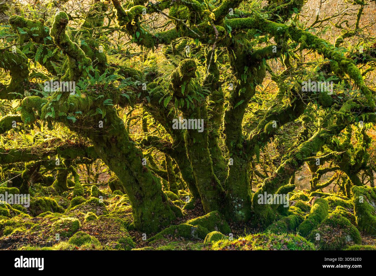 Veduta aerea di antichi alberi noiosi ricoperti di muschio verde vibrante, che creano un baldacchino incantato nella foresta nel cuore di Wistman's Wood, Two Bridges, D. Foto Stock