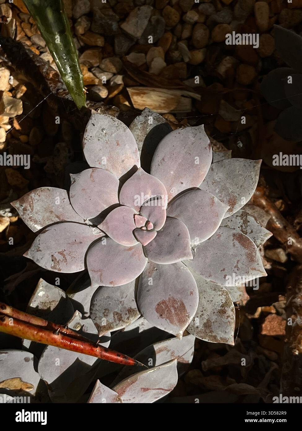 Un dettagliato primo piano di un succulento rosa pallido che cresce tra i ciottoli nei giardini botanici di Sheffield. Le delicate tonalità pastello e le foglie geometriche sono disposte - Immagine stock catturata con smartphone