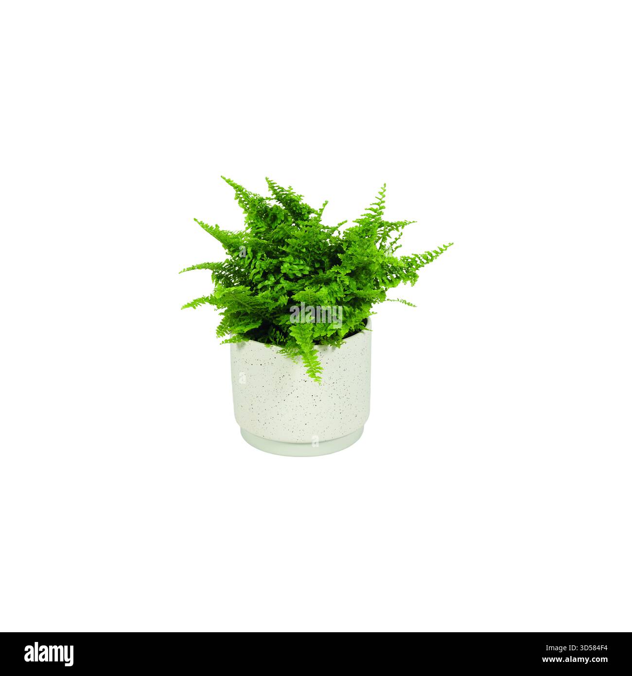 Peperomia, Nefrolepis, Clorofitum, asparagi, Phlebodium, aloe vera, ceramica, piante in ceramica, piante verdi, piante in vaso, liveyle, scandi Foto Stock
