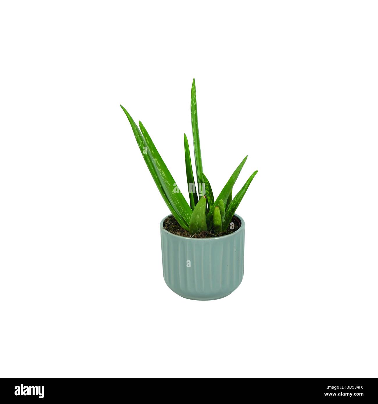 Peperomia, Nefrolepis, Clorofitum, asparagi, Phlebodium, aloe vera, ceramica, piante in ceramica, piante verdi, piante in vaso, liveyle, scandi Foto Stock