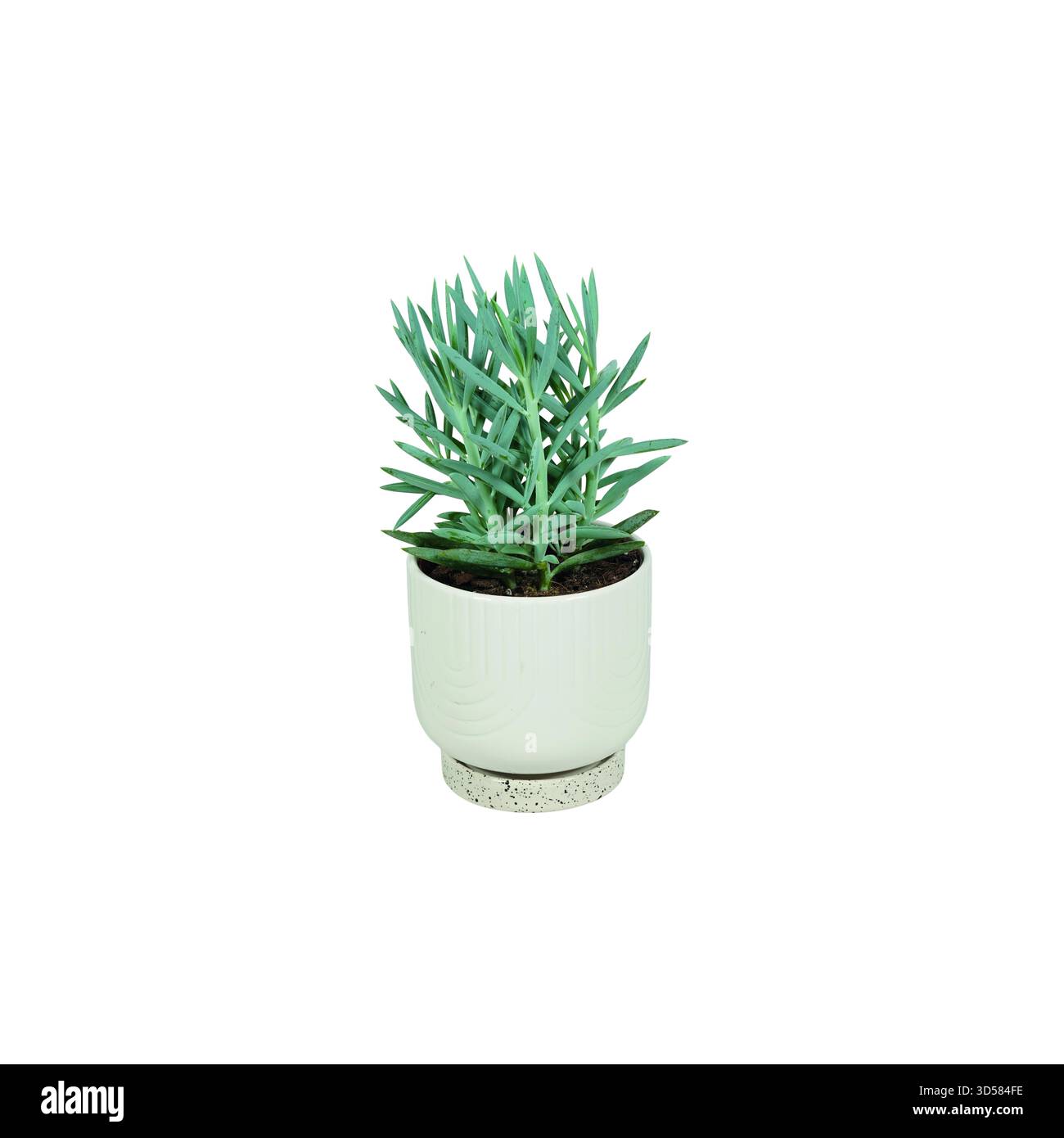 Peperomia, Nefrolepis, Clorofitum, asparagi, Phlebodium, aloe vera, ceramica, piante in ceramica, piante verdi, piante in vaso, liveyle, scandi Foto Stock