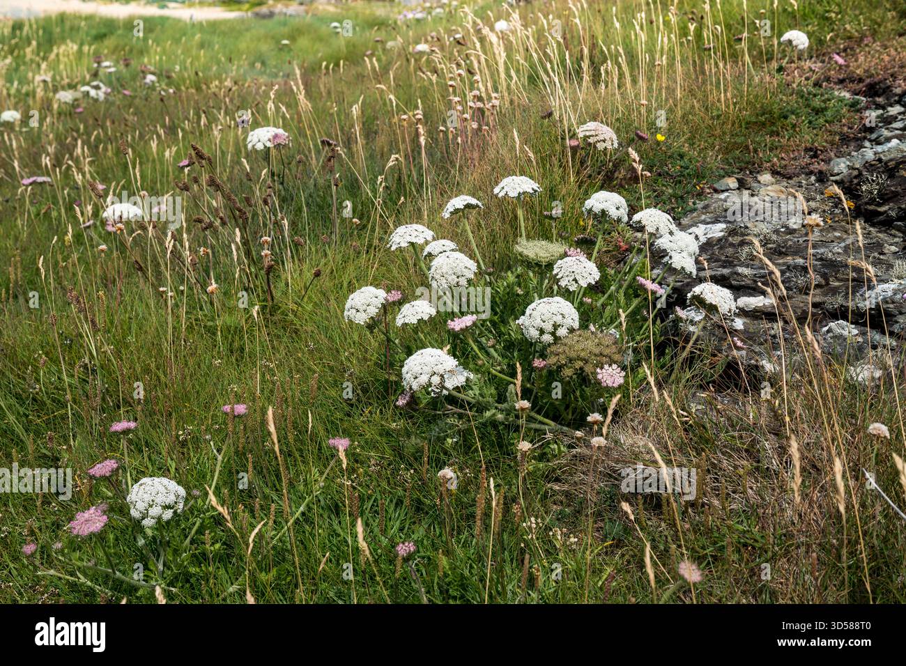 Wild Daucus carota carota Foto Stock