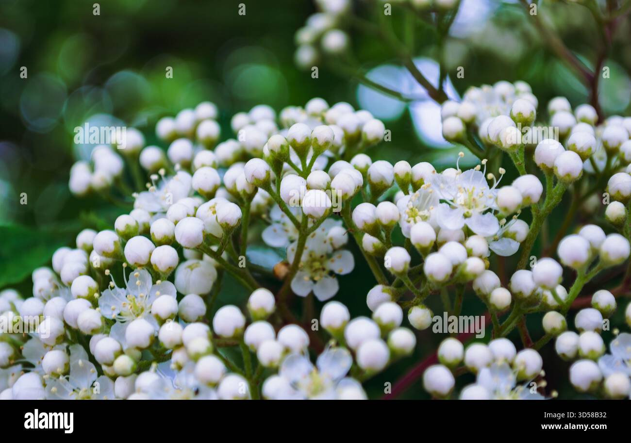 Primo piano di boccioli di fiori bianchi non aperti Foto Stock
