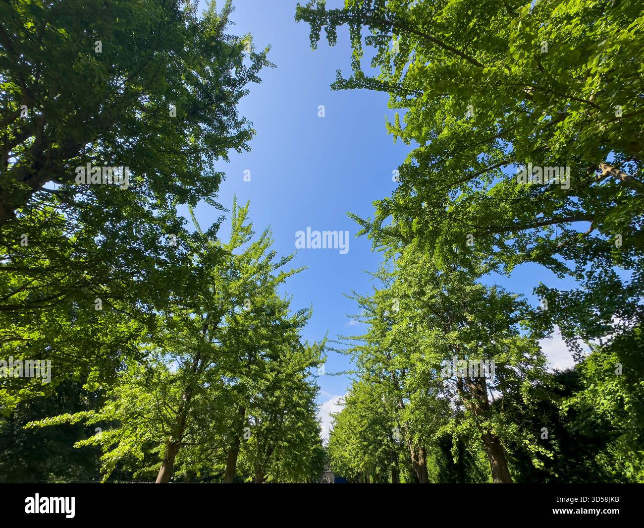 Un viale estivo di 37 alberi di Ginkgo biloba (Maidenhair) nel Bute Park dal castello di Cardiff al Castle Mews, piantato da William Nelmes negli anni '1950 Foto Stock
