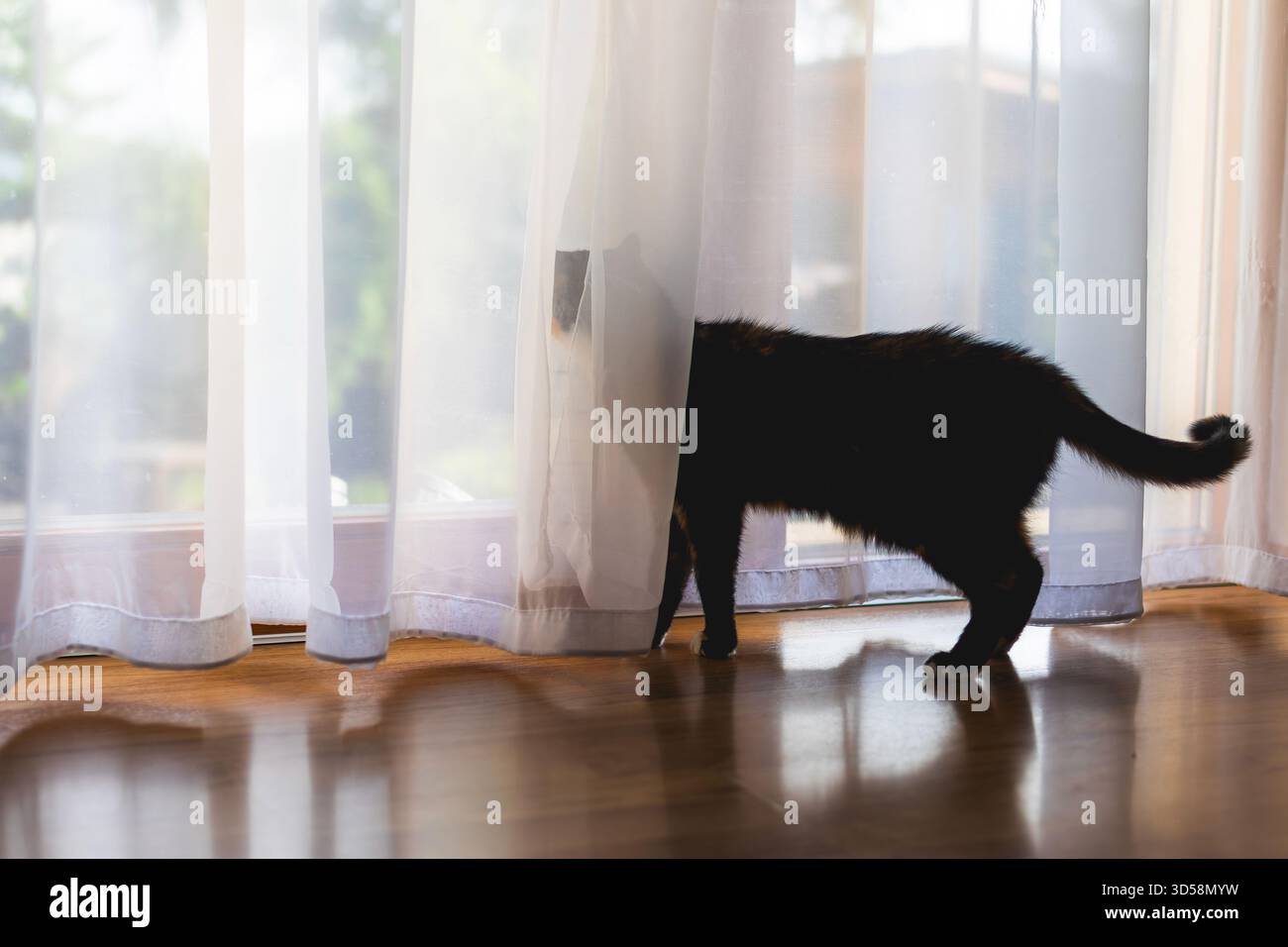 Curioso gatto nero che si nasconde dietro la tenda e sbircia fuori dalla finestra. Animali domestici che soggiornano da soli a casa. Luce naturale soffusa, atmosfera accogliente e accogliente Foto Stock