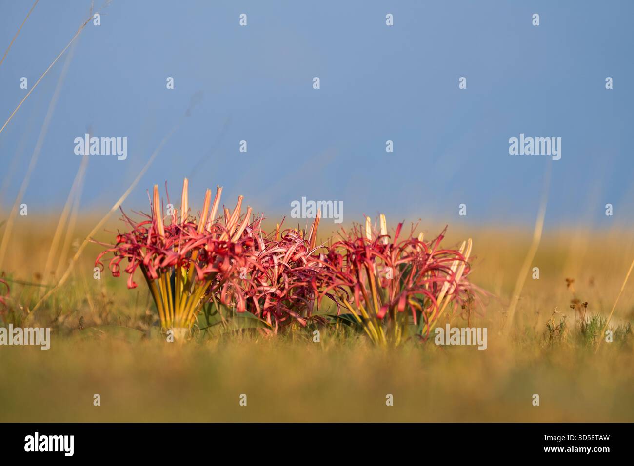 Giglio di sabbia, Crinum buphanoides, colorato che fiorisce nella savana africana dopo la pioggia. Parco nazionale di Liuwa, Zambia, Africa Foto Stock
