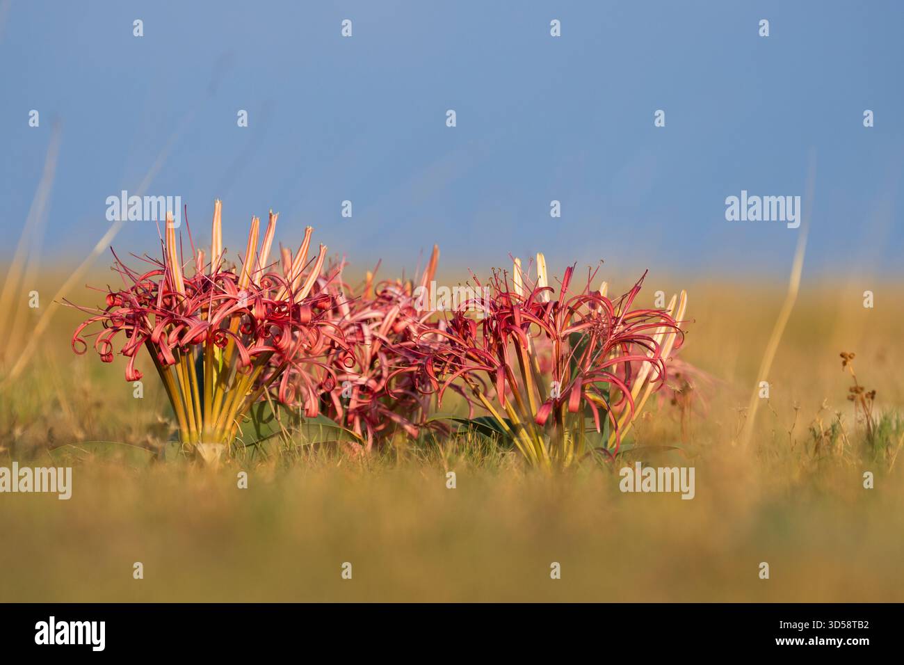 Giglio di sabbia, Crinum buphanoides, colorato che fiorisce nella savana africana dopo la pioggia. Parco nazionale di Liuwa, Zambia, Africa Foto Stock