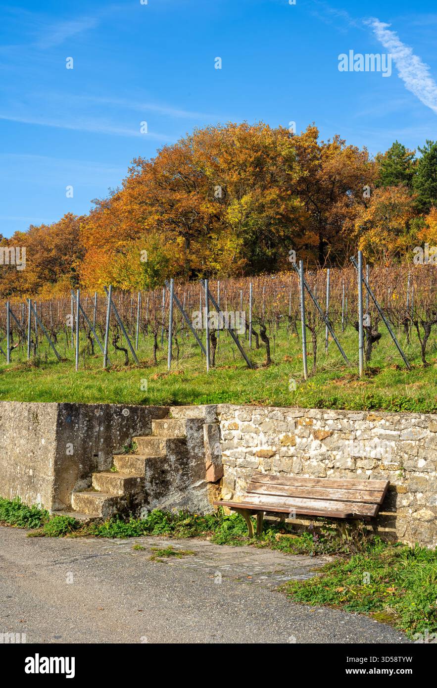 Un vigneto d'Alsazia in autunno con fogliame colorato e una panchina rustica. Foto Stock