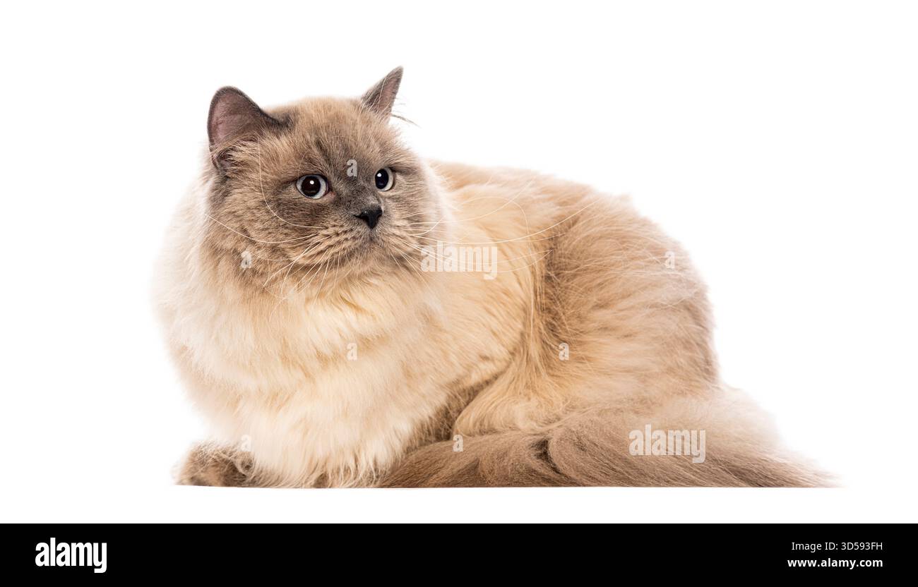 gatto ragdoll seduto e guardando lontano, isolato su sfondo bianco Foto Stock
