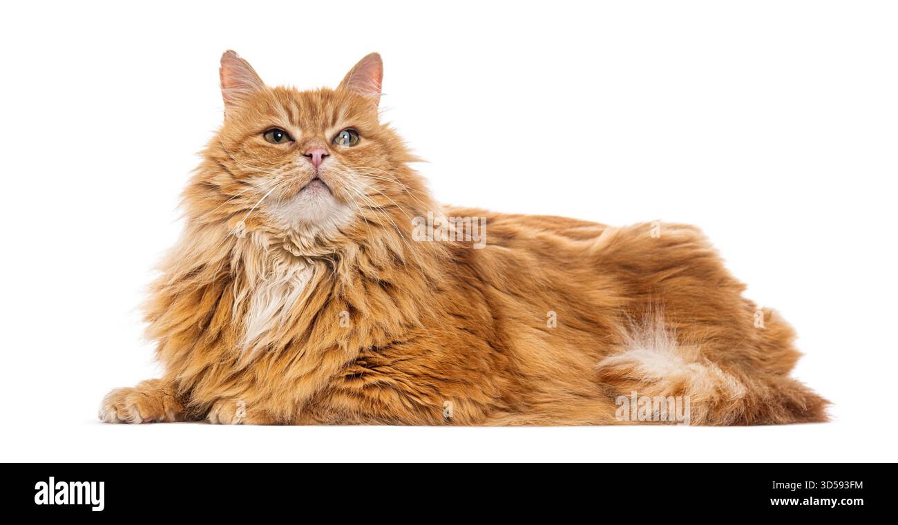 Zenzero gatto siberiano sdraiato e rivolto verso l'alto, isolato su sfondo bianco Foto Stock