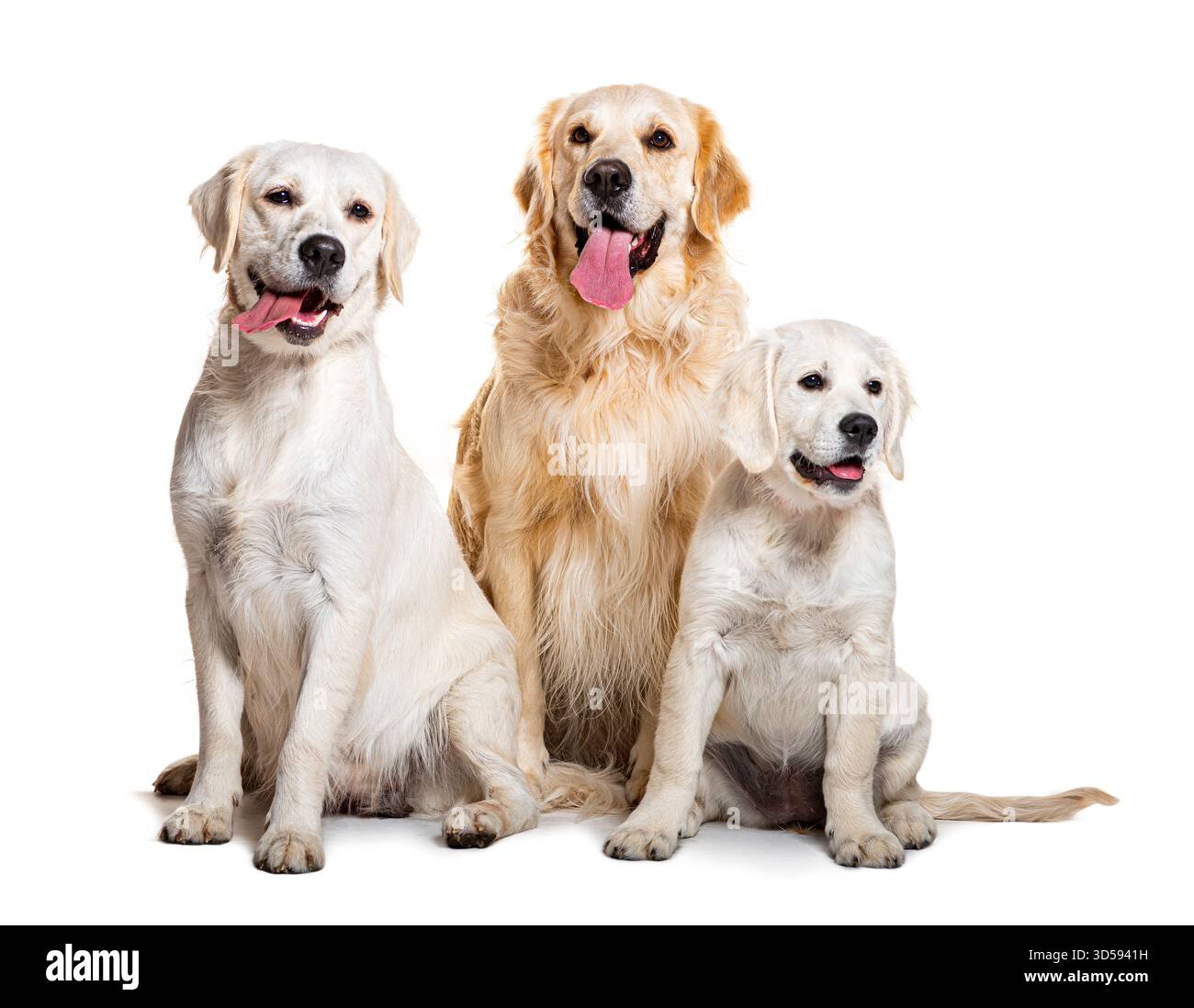 Foto in studio di tre Golden retriever di età diverse seduti insieme e che si stagliano su uno sfondo bianco Foto Stock