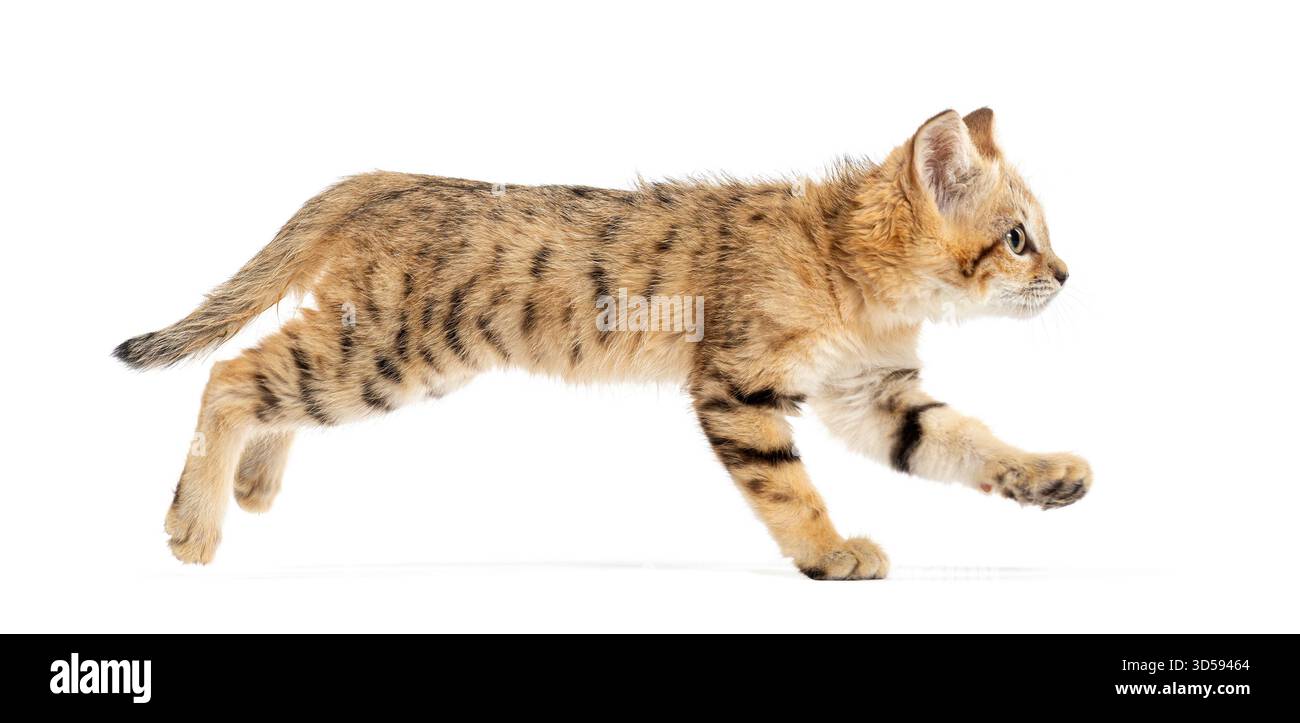 Piccolo gattino di sabbia che corre su sfondo bianco, vista laterale Foto Stock